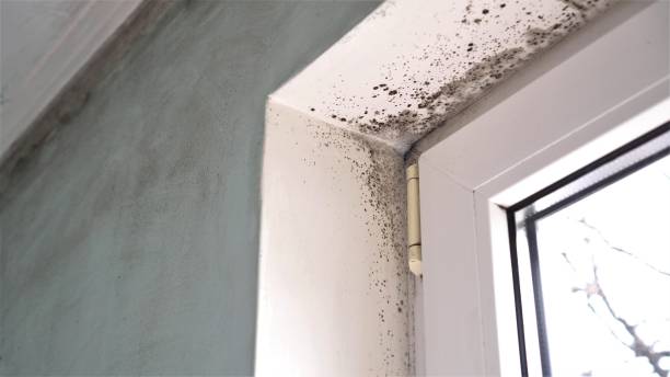 Why You Should Choose Our Mold Remediation Services in Hudson, IA